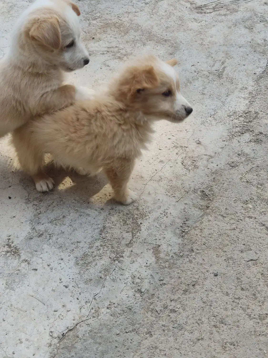 توله 2ماهه|سگ|ساوه, |دیوار