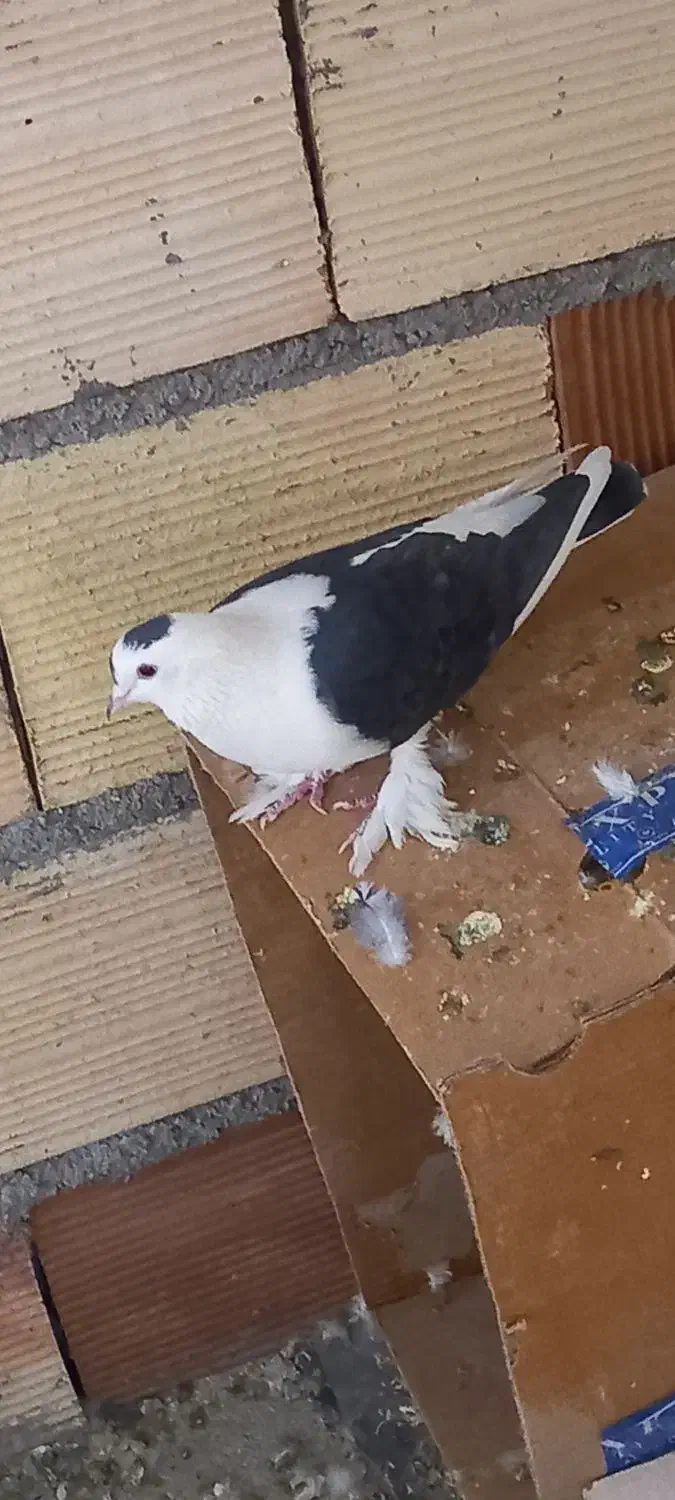 کفتر .کبوتر|پرنده|مشهد, انصار|دیوار