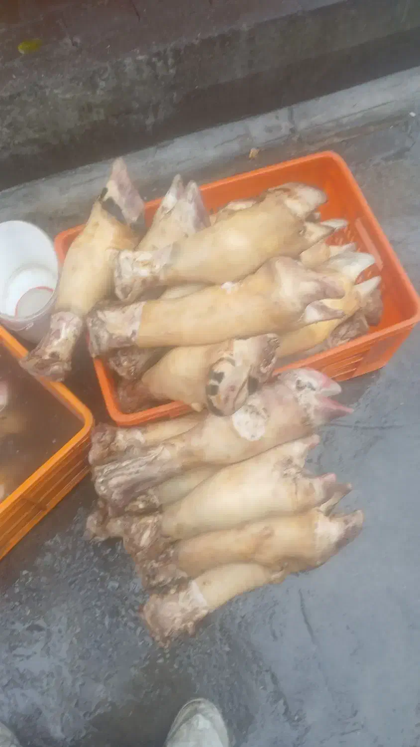 کله پاچه وپای گاو دونبه ریز وکامل|عمده‌فروشی|گرگان, |دیوار