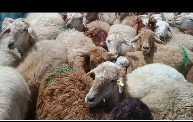 فقط تا2هفته دیگه برای قربانی/زیرنرخ بازار/نردرجه1|حیوانات مزرعه|مشهد, نوید|دیوار