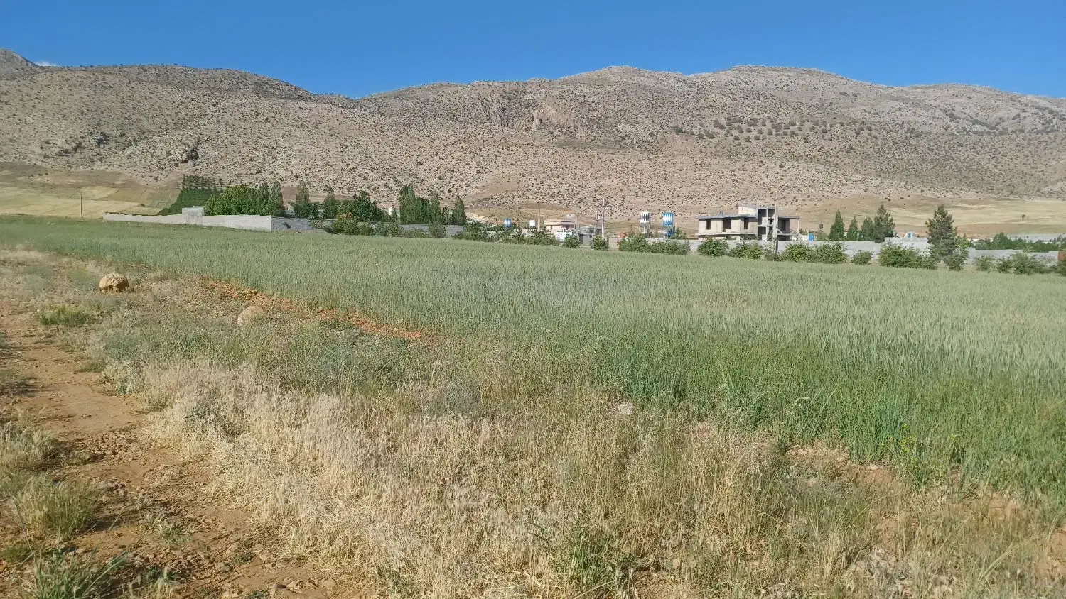 زمین بکر  سپیدان  هماشهر  تیس خانی|فروش زمین و ملک کلنگی|همایجان, |دیوار