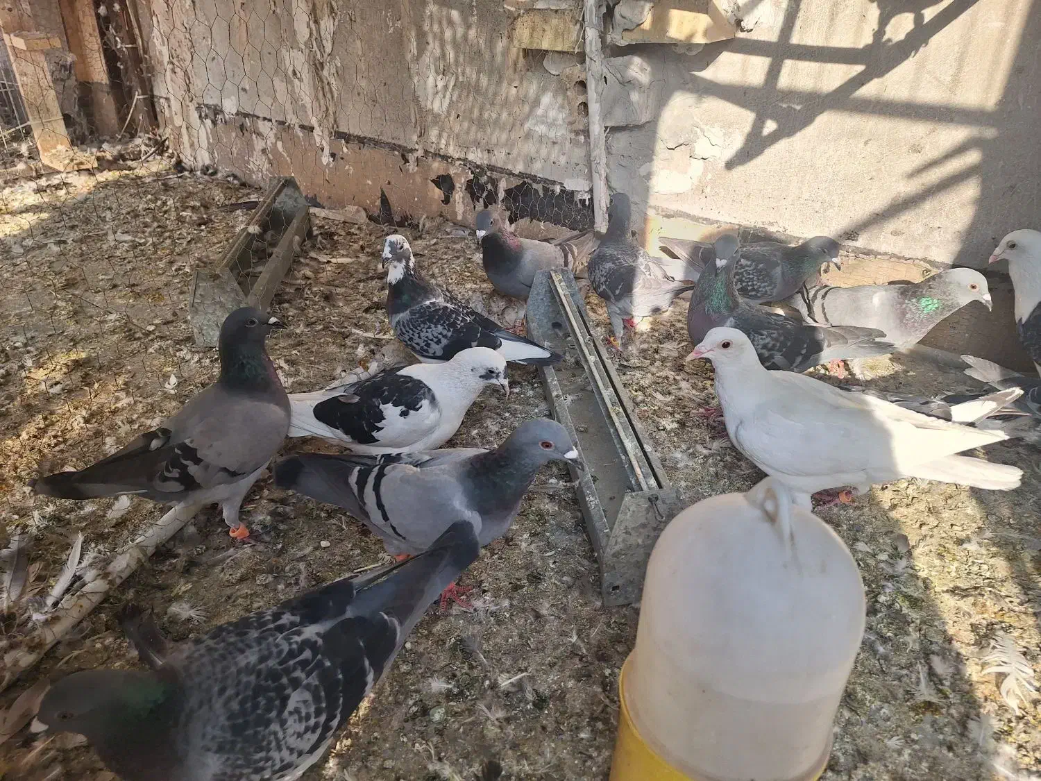 پلاکی|پرنده|اهواز, کوی ایثار|دیوار