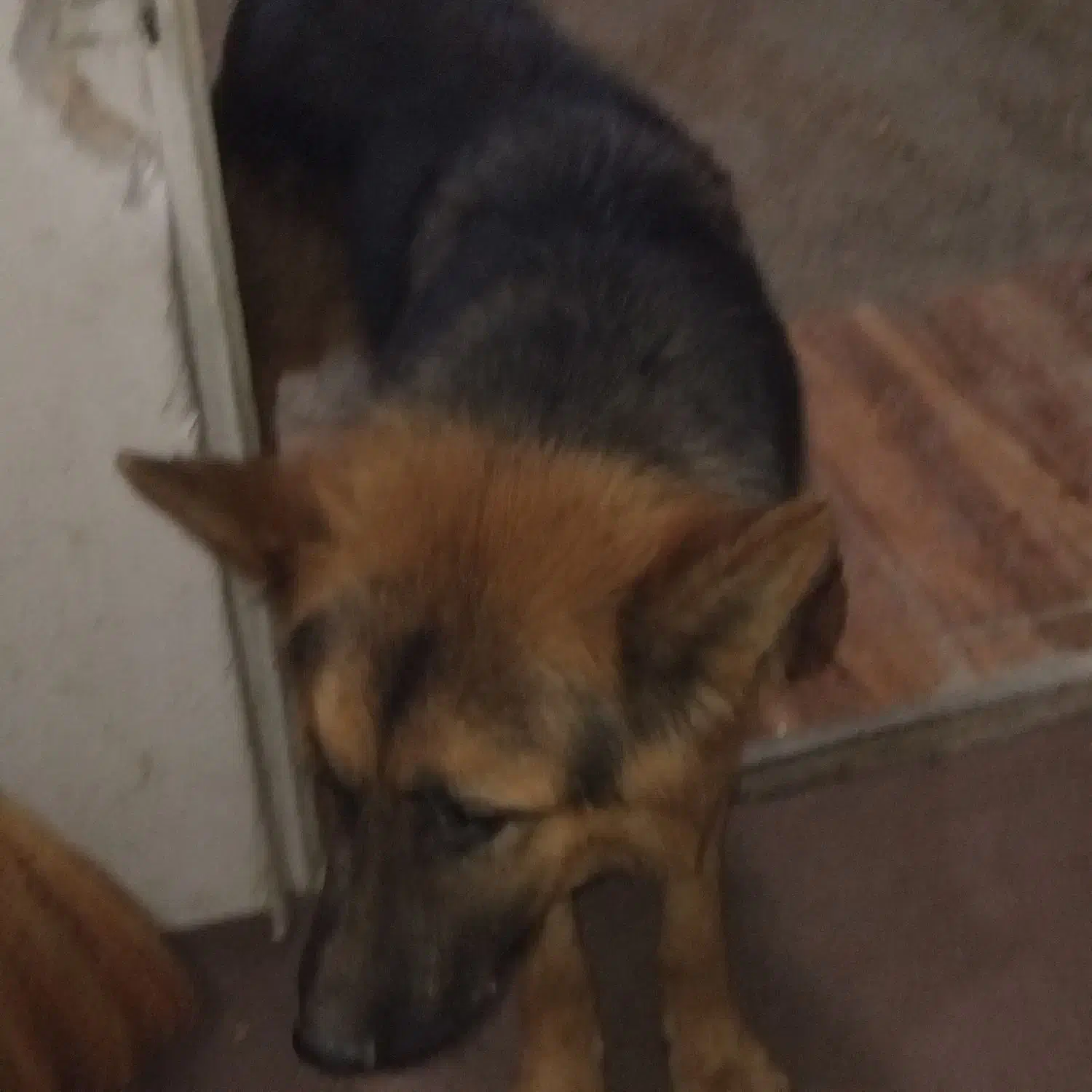 سگ نگهبان|سگ|شهریار, شهریار|دیوار