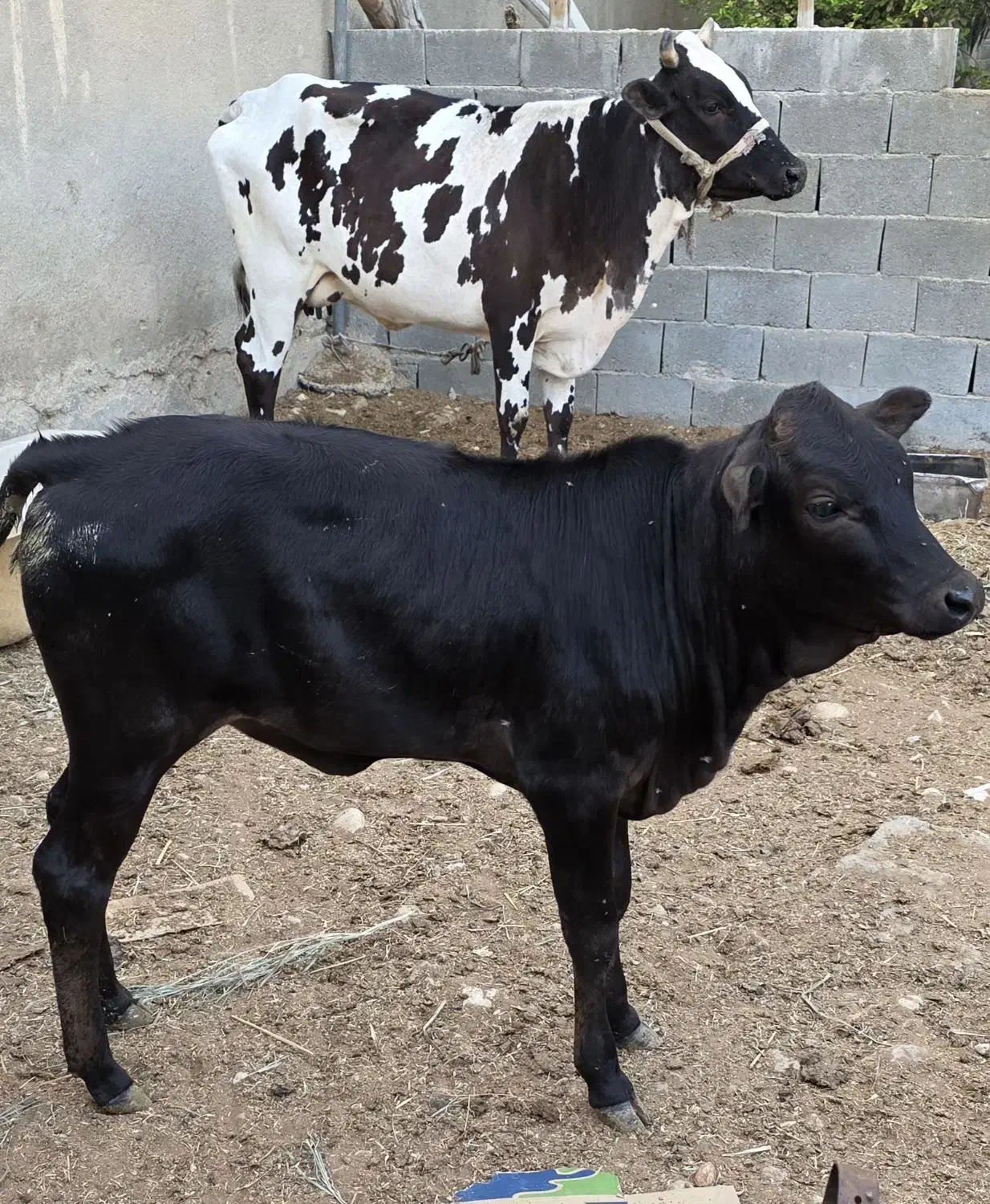 دهستان اخند|حیوانات مزرعه|عسلویه, |دیوار