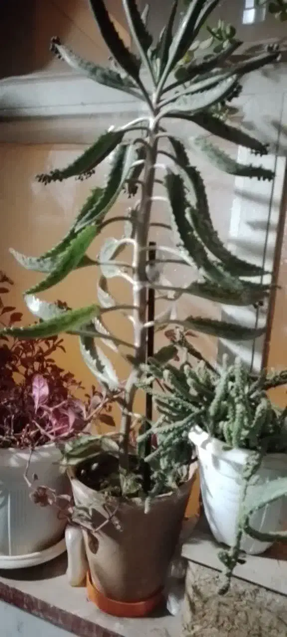 چند عدد گلدان به همراه گل فروخته میشود|گل و گیاه طبیعی|قم, پردیسان|دیوار