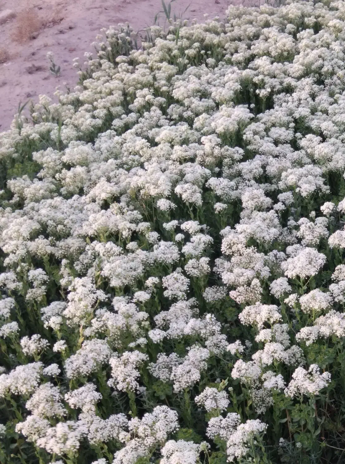 کوشواره نقره گم شده|جواهرات|گناباد, |دیوار