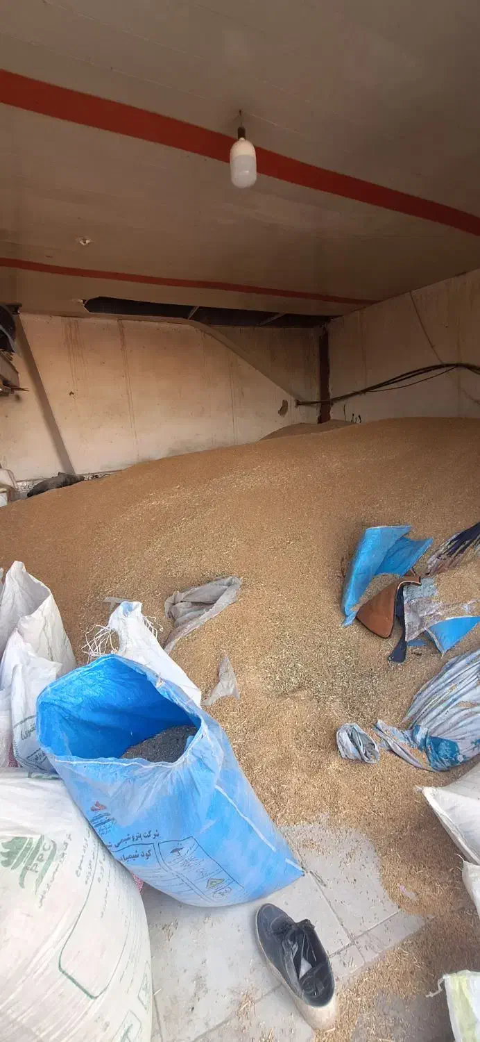 ۱۵ تن گندم بوجاری شده|عمده‌فروشی|تیکمه داش, |دیوار