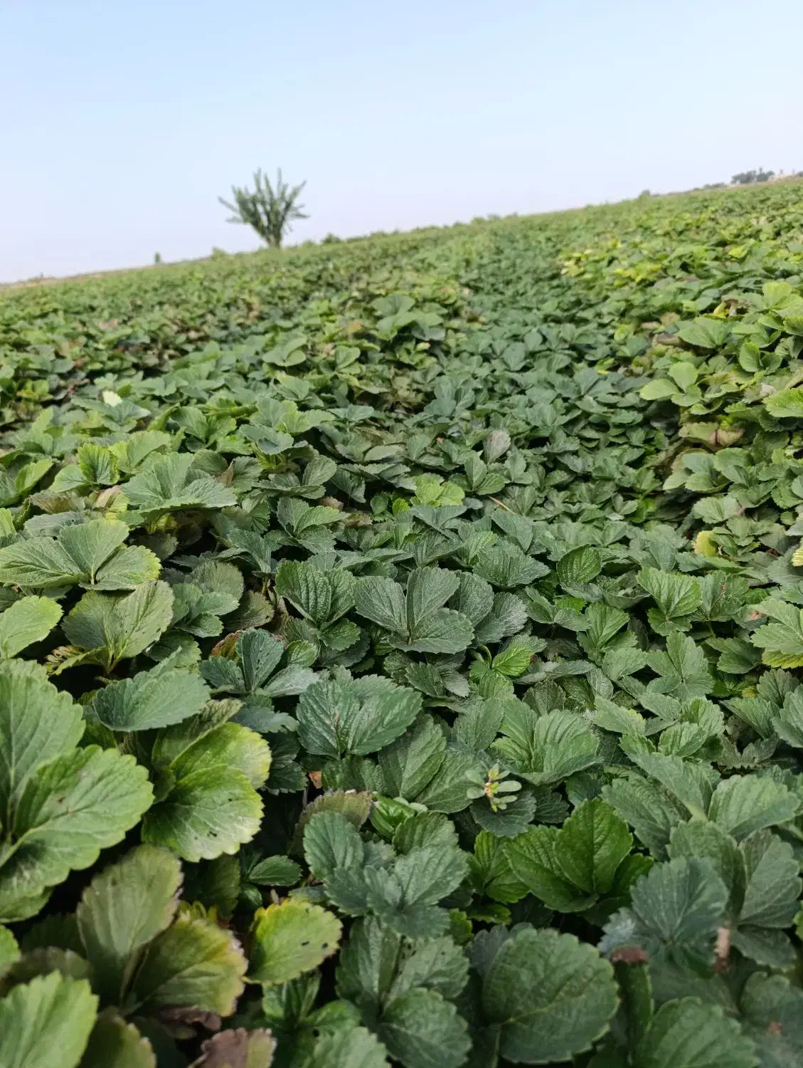 فروش بوته توت فرنگی سابرینا و کاماروس|گل و گیاه طبیعی|ماکلوان, |دیوار