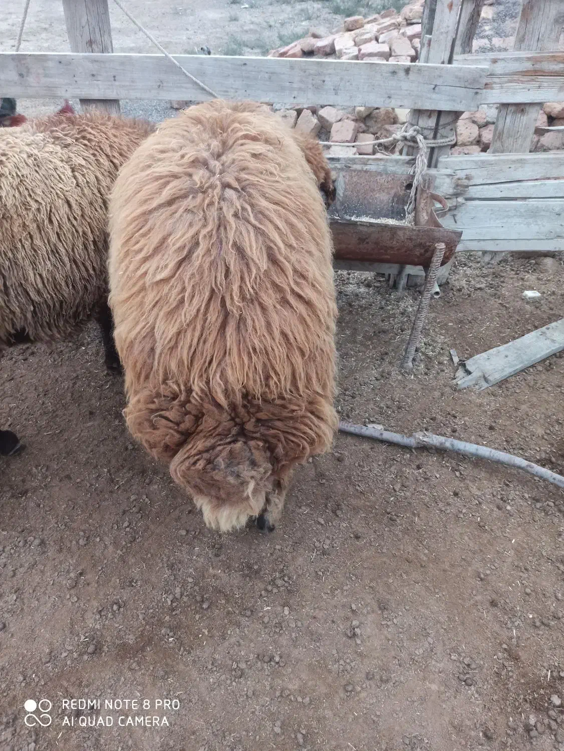 بره نر افشار|حیوانات مزرعه|گمیشان, |دیوار