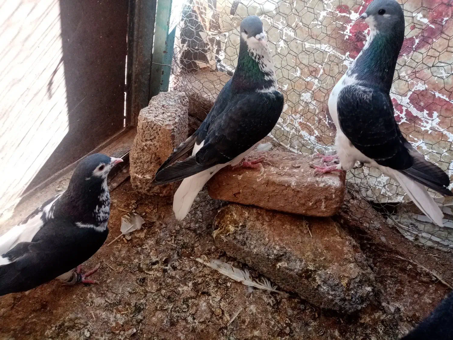 کفتر|پرنده|سبزوار, چهارراه فرودگاه|دیوار