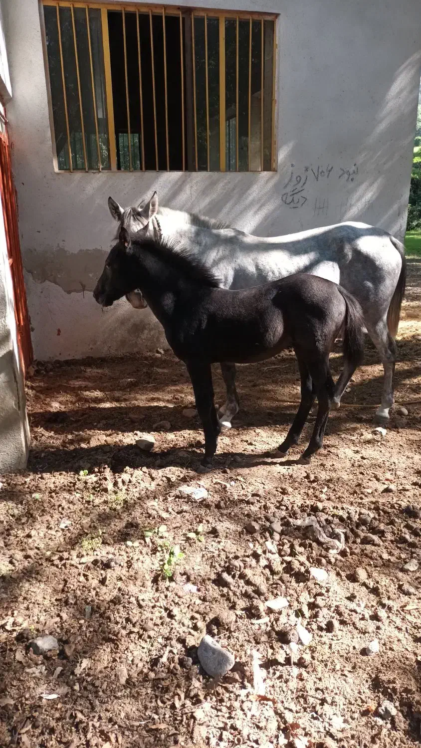 کره اسب خوشگل و آرام|اسب و تجهیزات اسبسواری|گنبد کاووس, |دیوار