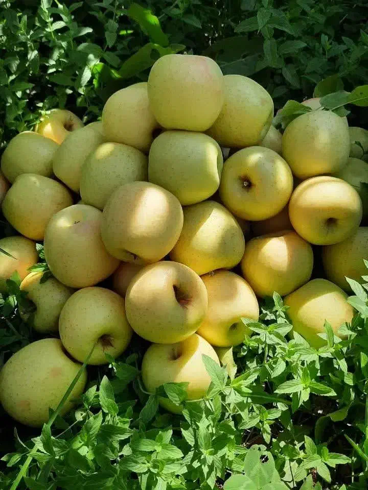 نهال فروشی علی همراهی|خدمات باغبانی و درختکاری|اراک, |دیوار