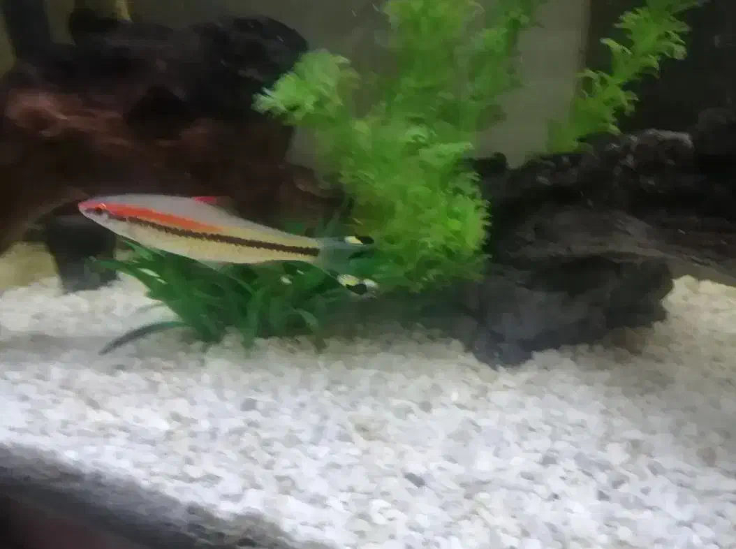 ماهی ردلاین|ماهی|بروجرد, |دیوار