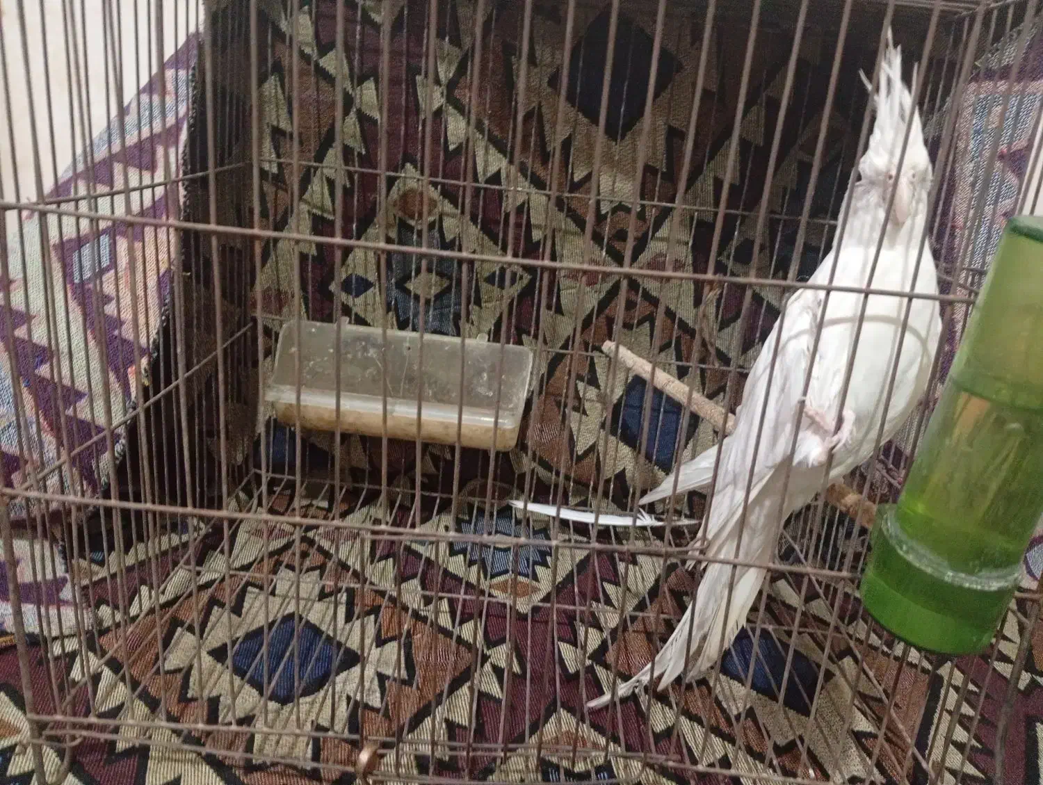 عروس هلندی البینو مولد|پرنده|کلاله, |دیوار