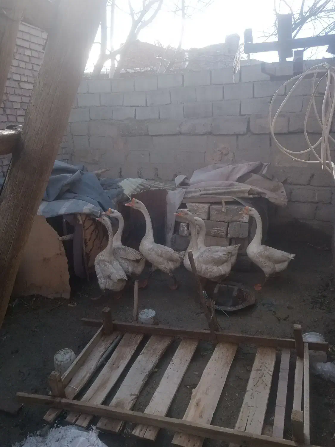 غاز|حیوانات مزرعه|نقده, |دیوار