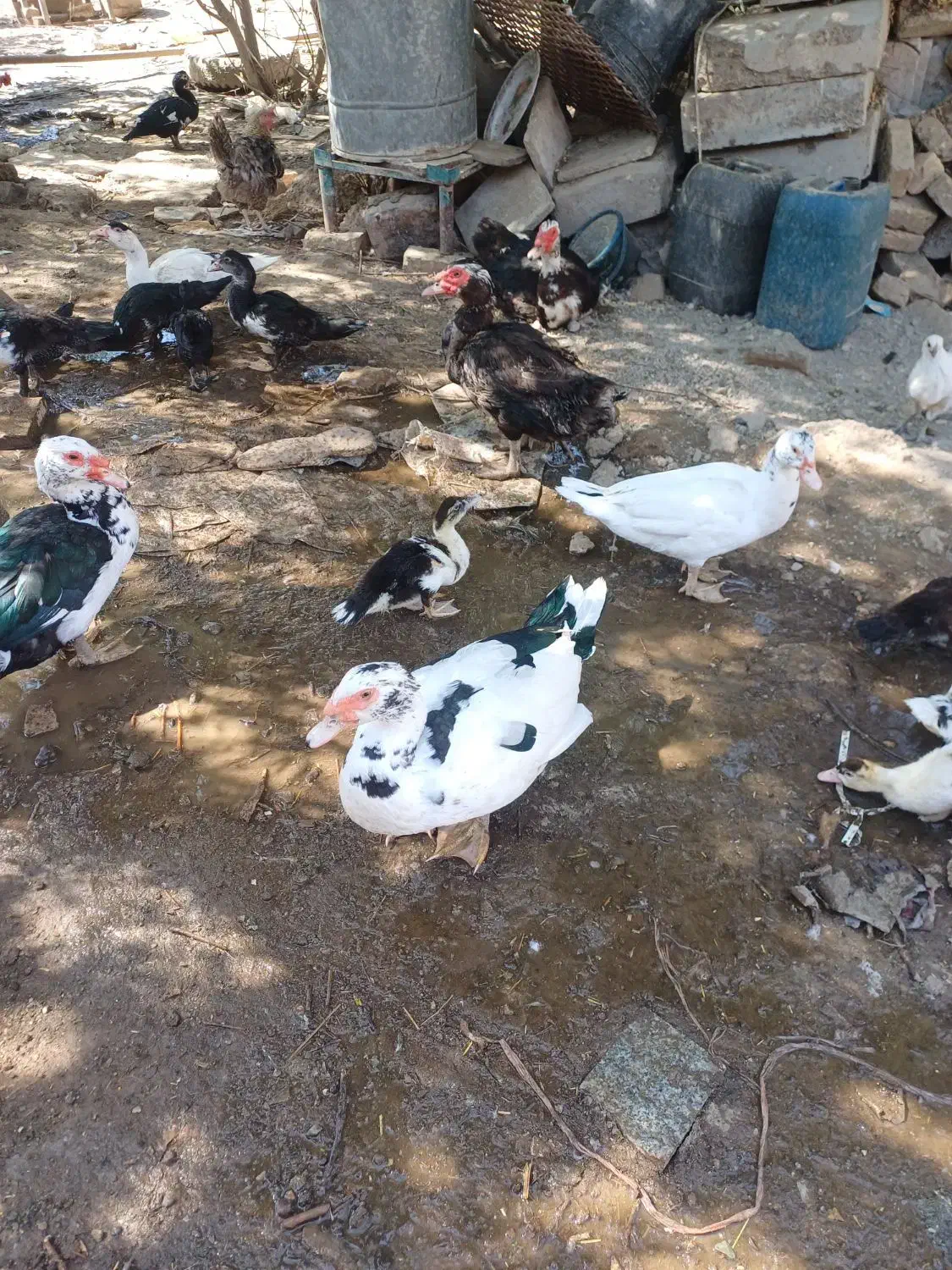 اردک اسرائیلی|حیوانات مزرعه|تربت‌حیدریه, باغ سلطانی|دیوار