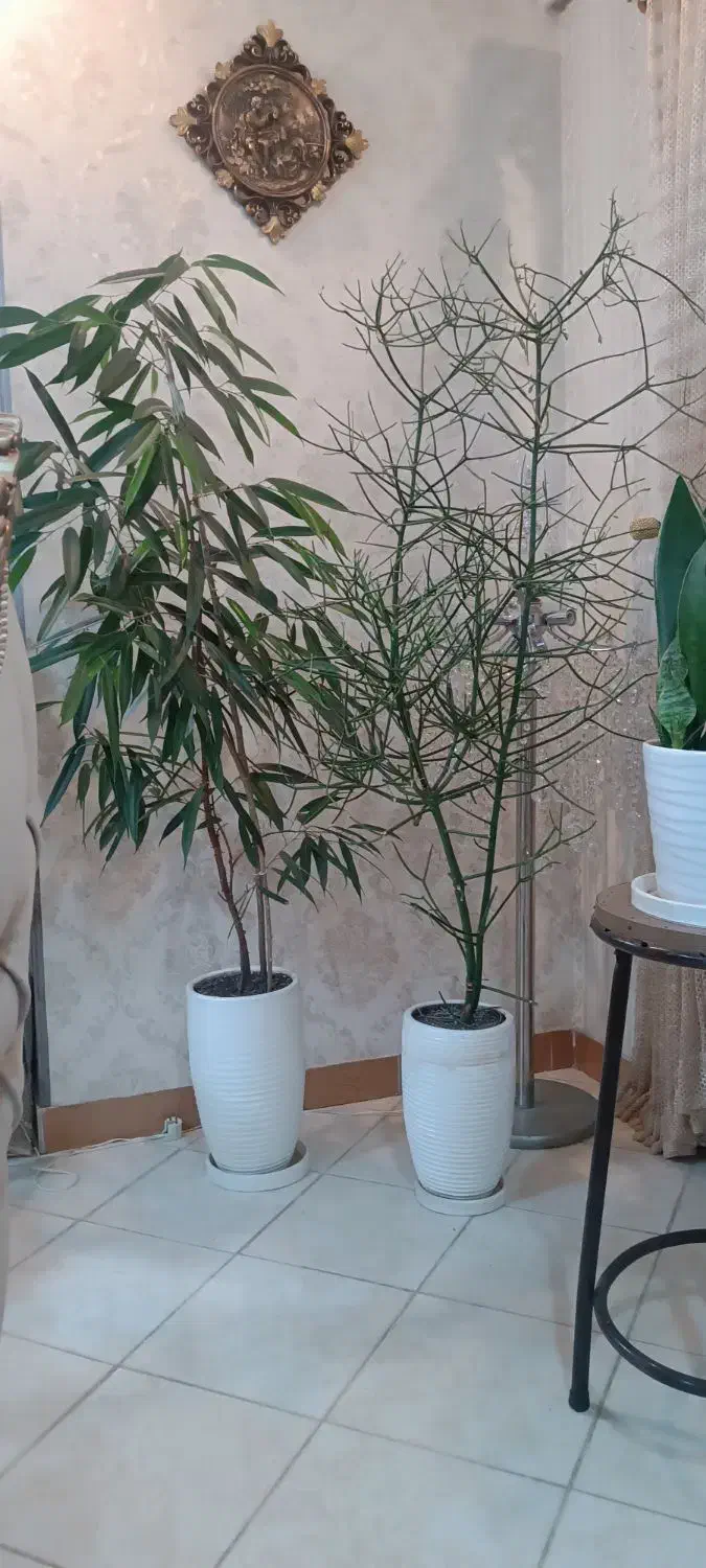 گل های آپارتمانی|گل و گیاه طبیعی|رشت, سعدی (تختی)|دیوار