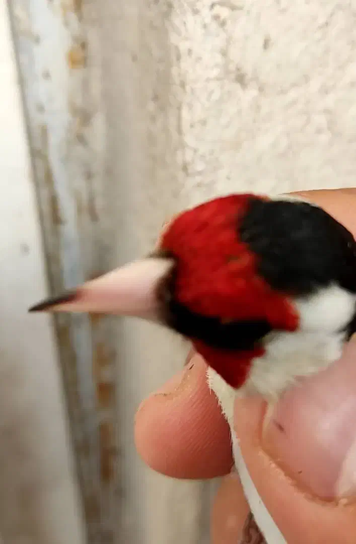 سهره.سقا|پرنده|کرمان, |دیوار