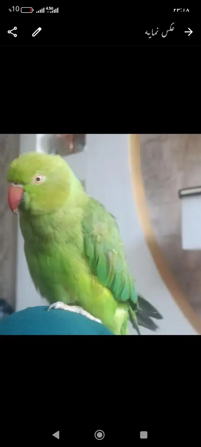 گم شده|حیوانات|شیراز, نصرآباد|دیوار