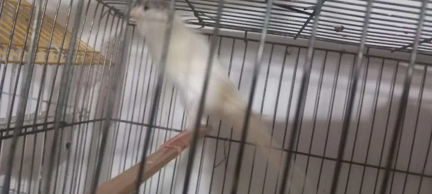 مجسمه قناری|مجسمه، تندیس، ماکت|زابل, |دیوار