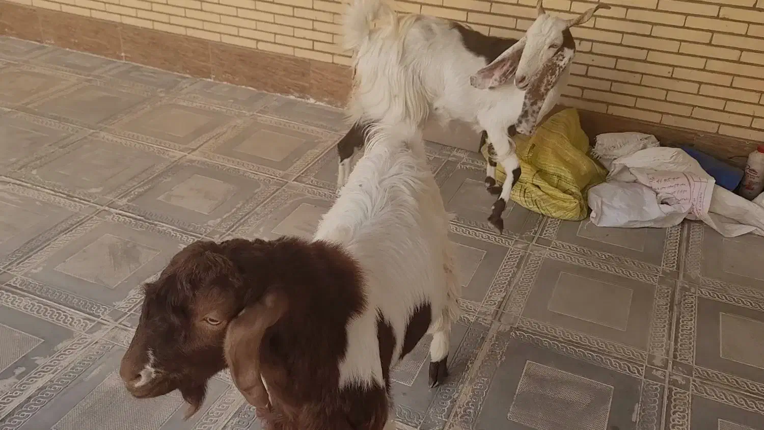 فروش بز و بزغاله|حیوانات مزرعه|طبس, |دیوار