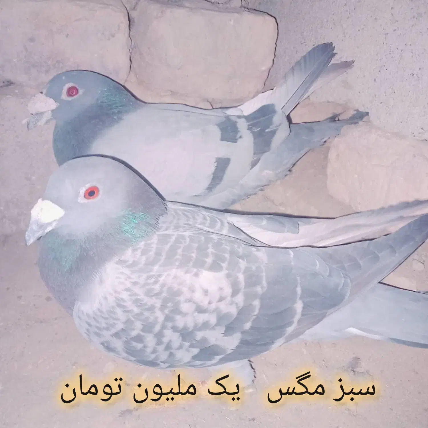 کبوترهای تروتمیز|پرنده|خاش, |دیوار