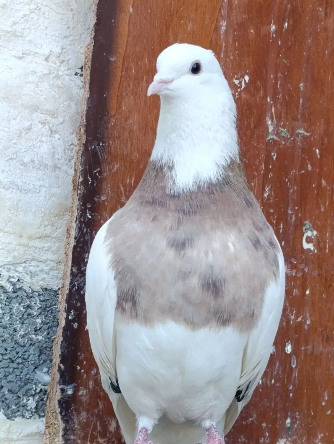 کبوتر،طوقی معاوضه با ماده|پرنده|بیستون, |دیوار