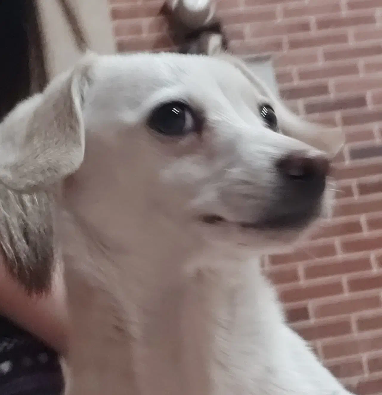 واگذاری رایگان سگ|سگ|رفسنجان, |دیوار