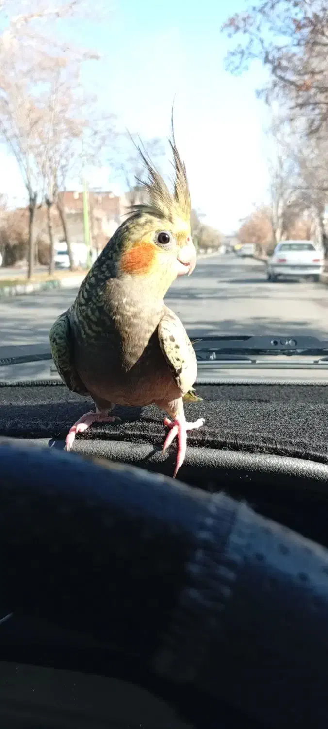 یک عدد عروس هلندی ماده همراه با قفس ولوازمش|پرنده|شاهین دژ, |دیوار