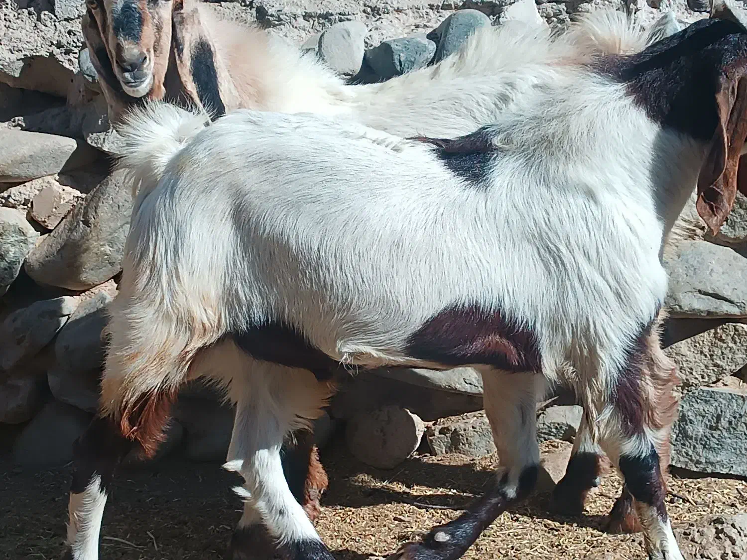 چپش گلابی|حیوانات مزرعه|رابر, |دیوار