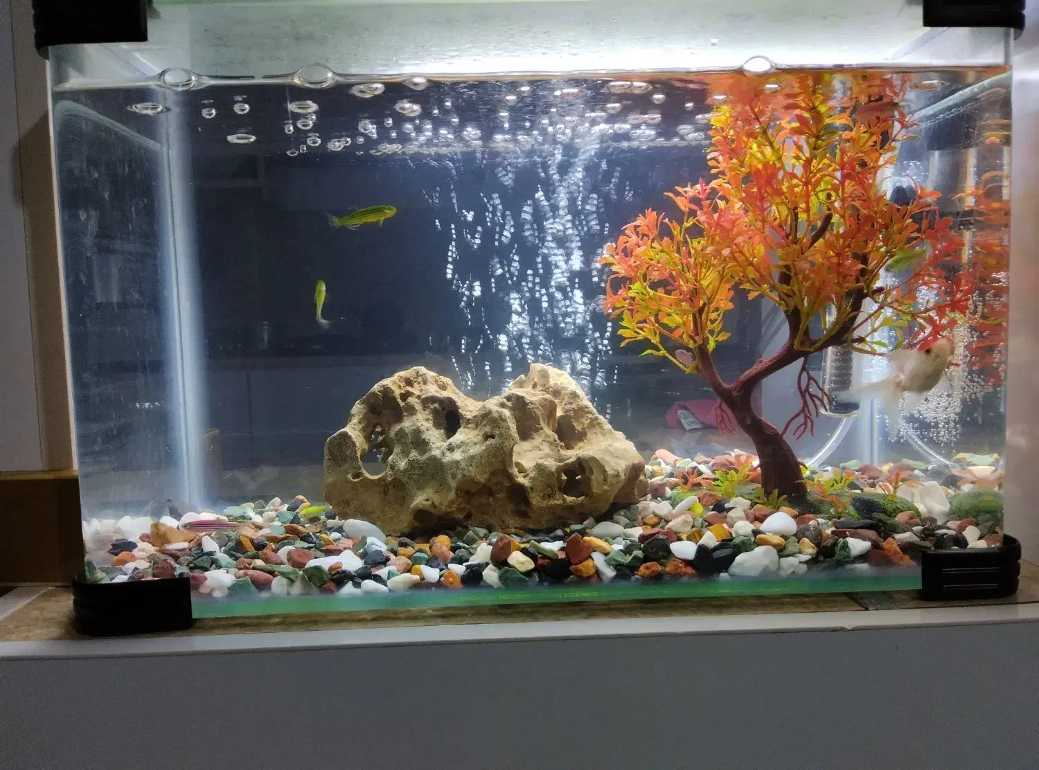 آکواریوم شرکتی|ماهی|خرمآباد, |دیوار