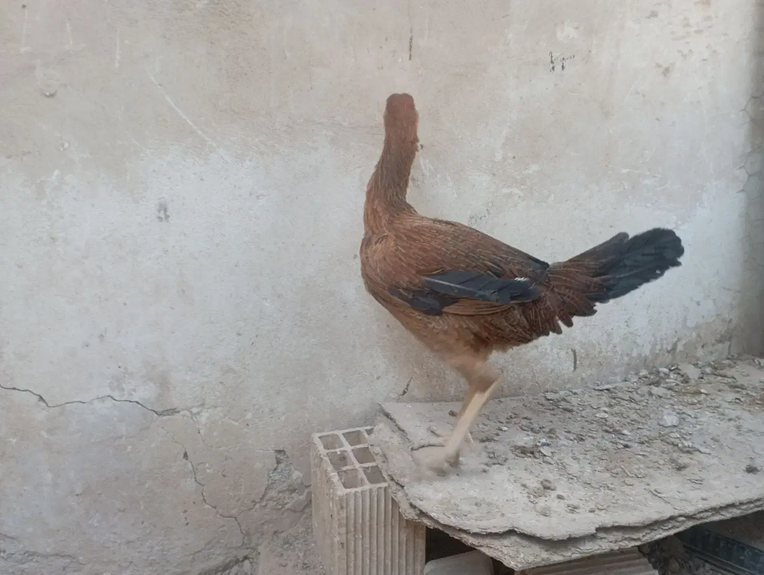 مرغ لاری|حیوانات مزرعه|برخوار, |دیوار