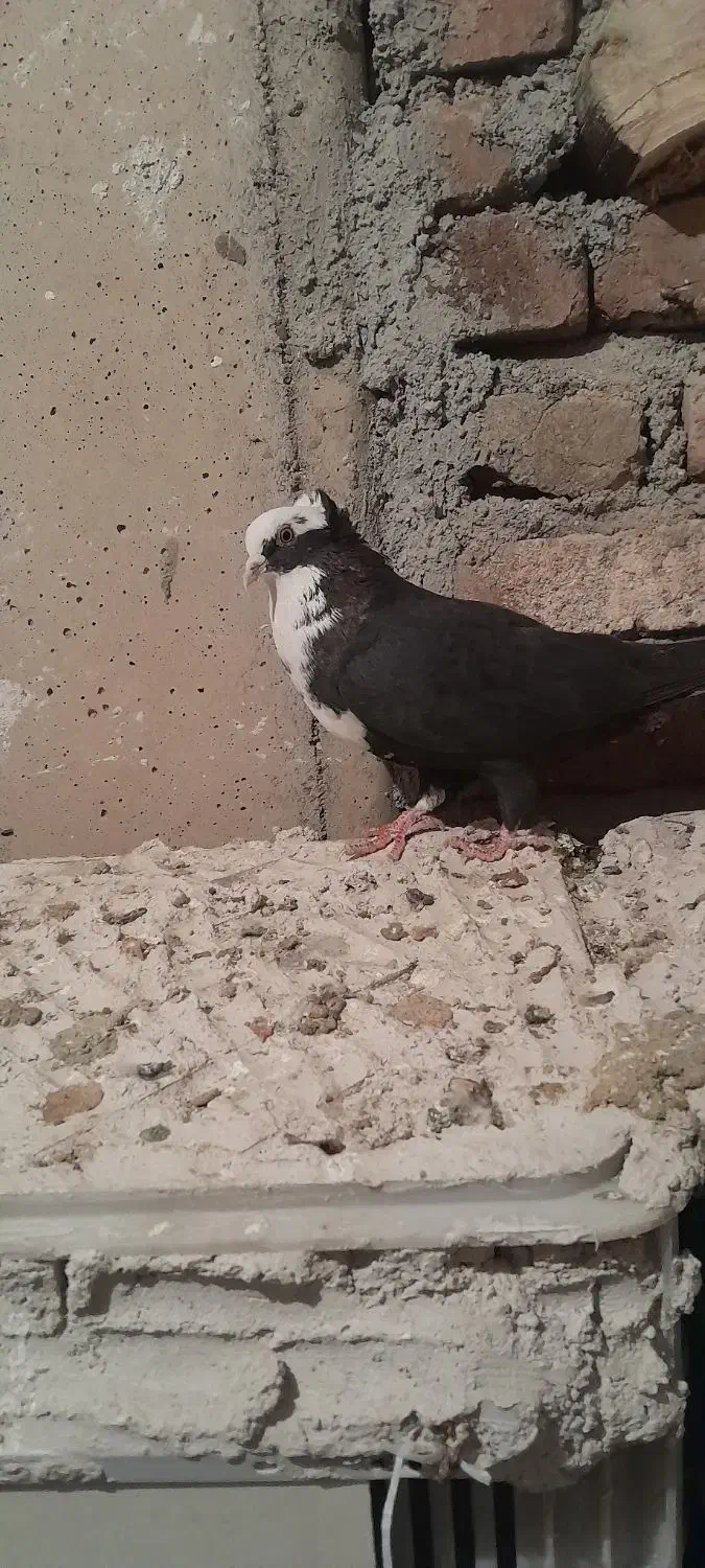 کبوتر عرب و سفید پلاکی و پوشتی|پرنده|بناب, |دیوار