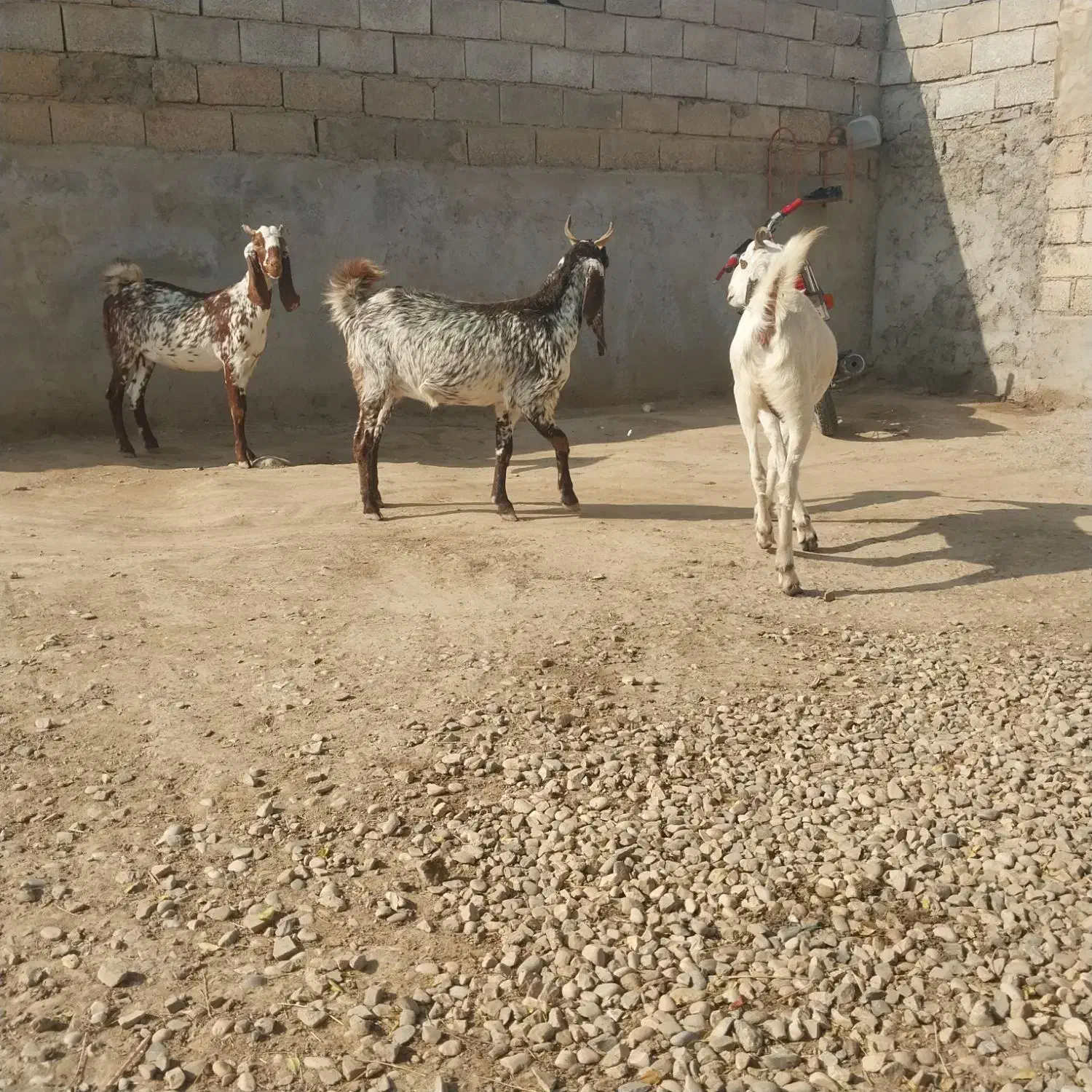 بز دورگه پاکستانی تمیز تکه خورده|حیوانات مزرعه|گنبد کاووس, |دیوار