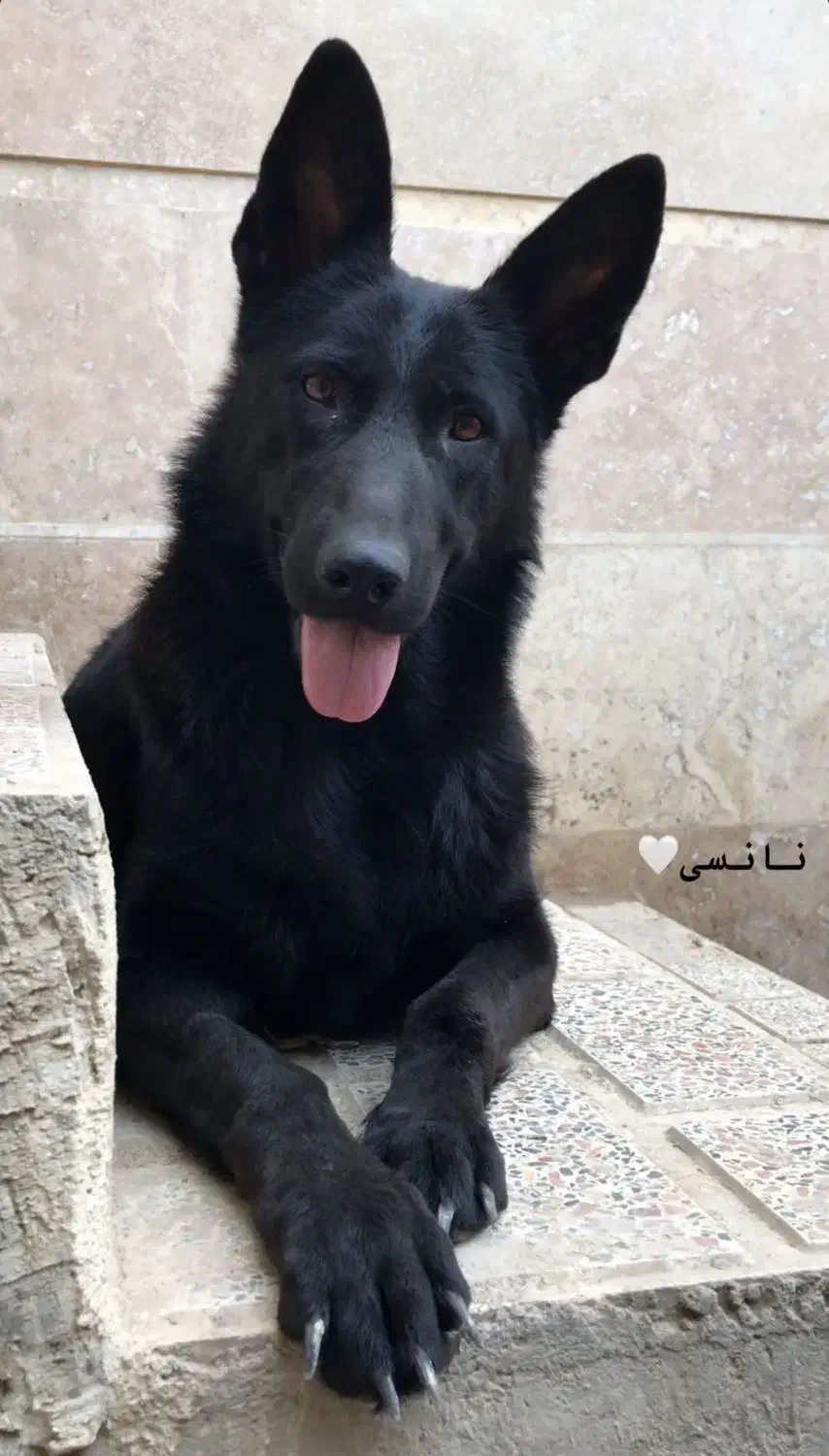 ژرمن شپرد سگ نگهبان|سگ|کوهسار (البرز), |دیوار