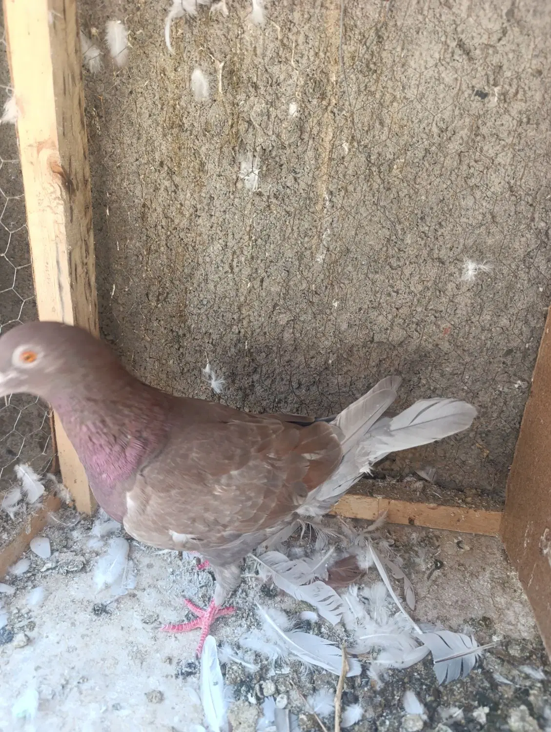 کفتر|پرنده|مشهد, بهارستان|دیوار