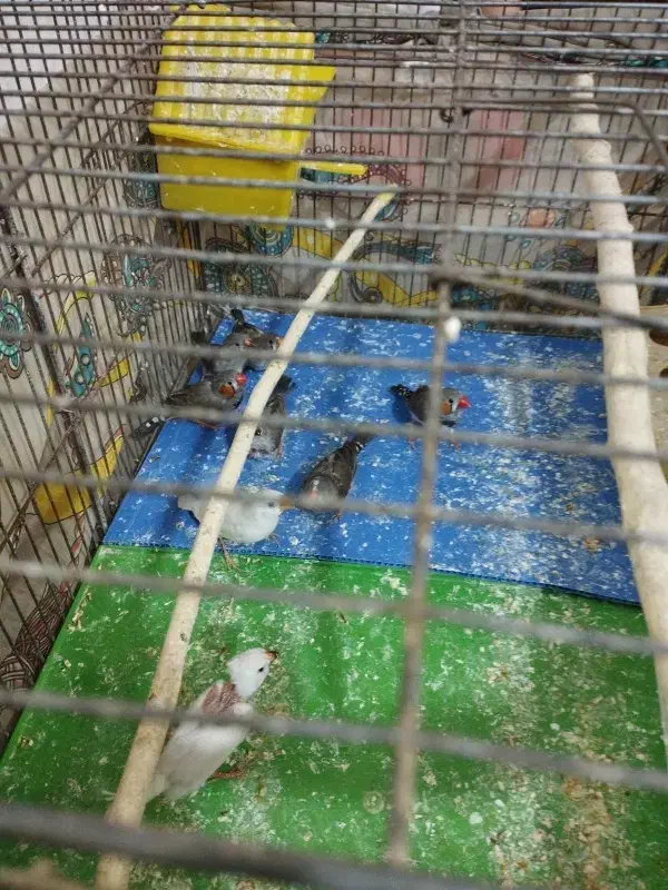 فنج ماده|پرنده|محمدیه-قزوین, |دیوار