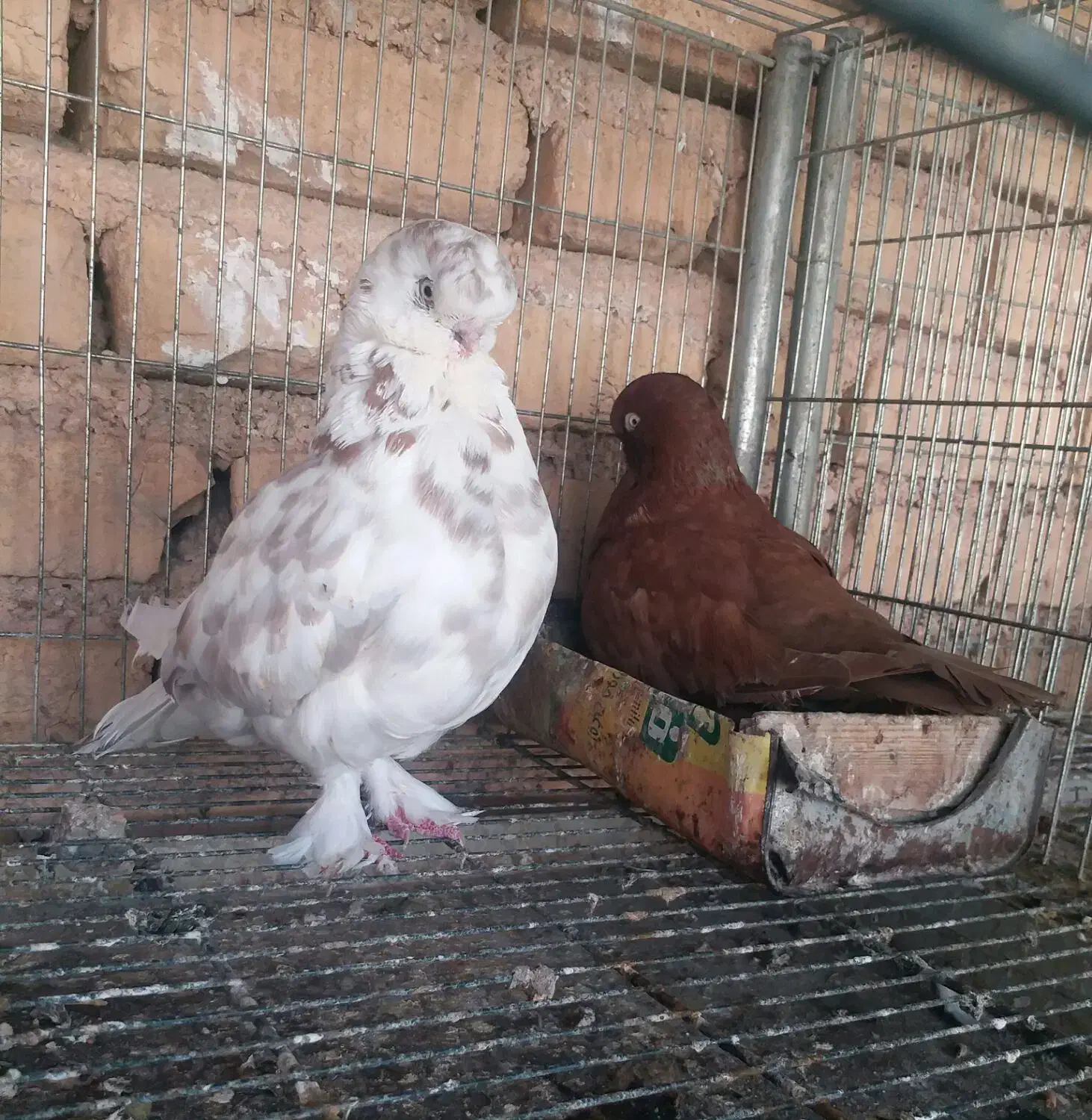 کبوتر زینتی لانگ فیس و تلسکوپی|پرنده|میمند, |دیوار