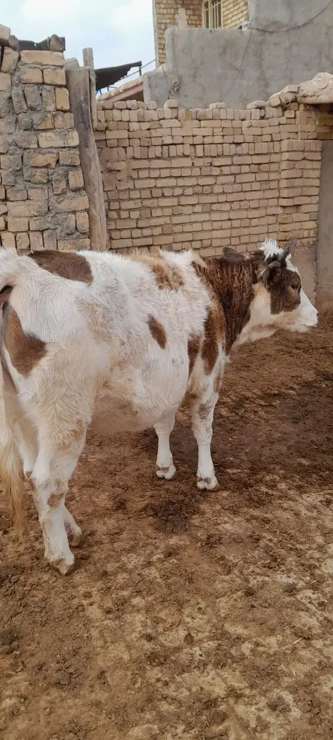 تلیسه سیمتال چاق|حیوانات مزرعه|تاکستان, |دیوار