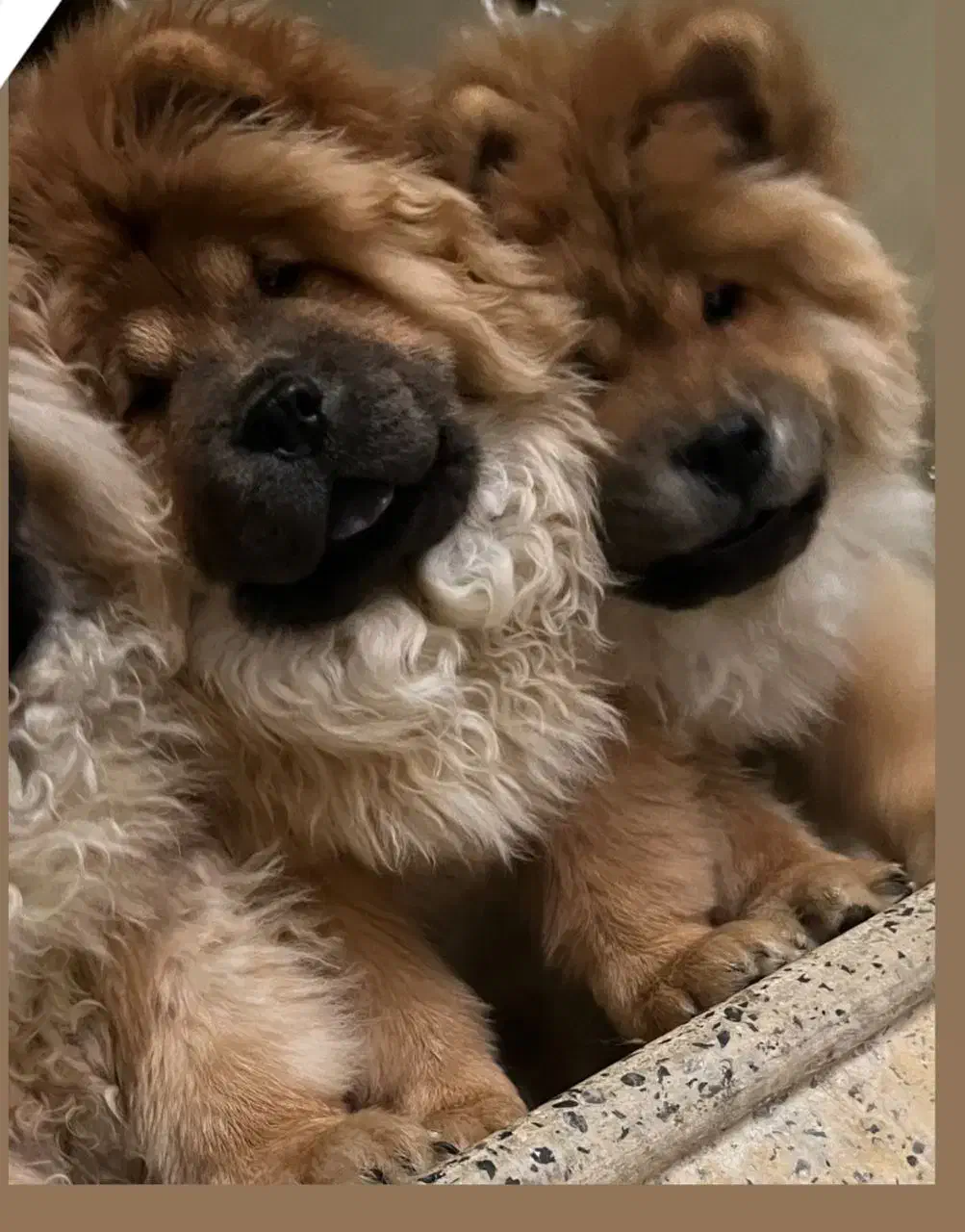 چاوچاو|سگ|اهواز, کیانپارس |دیوار