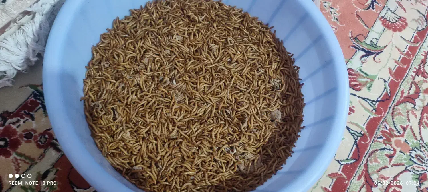 کرم میلورم|خزنده|رباط‌کریم, ده‌حسن|دیوار