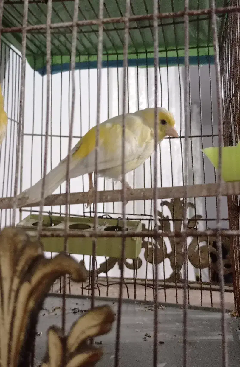 ماده آماده و نر کوتاه بلند خون معاوضه با ماده سرخ|پرنده|قرچک, قشلاق جیتو|دیوار