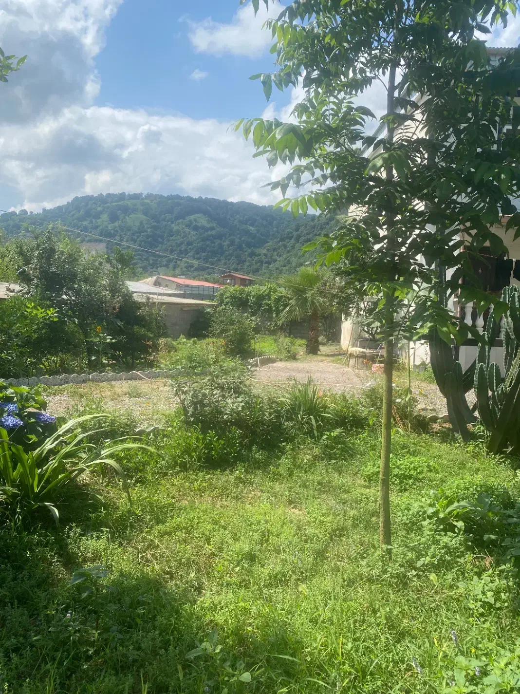 ۳ قطعه زمین باغی ۹۷۵متر مسکونی۴۱۶مترو ویلا معاوضه|فروش زمین و ملک کلنگی|لاهیجان, لیالستان|دیوار