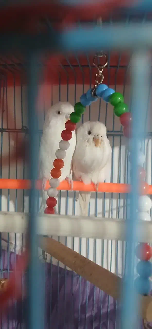 مرغ عشق|پرنده|طبس, |دیوار