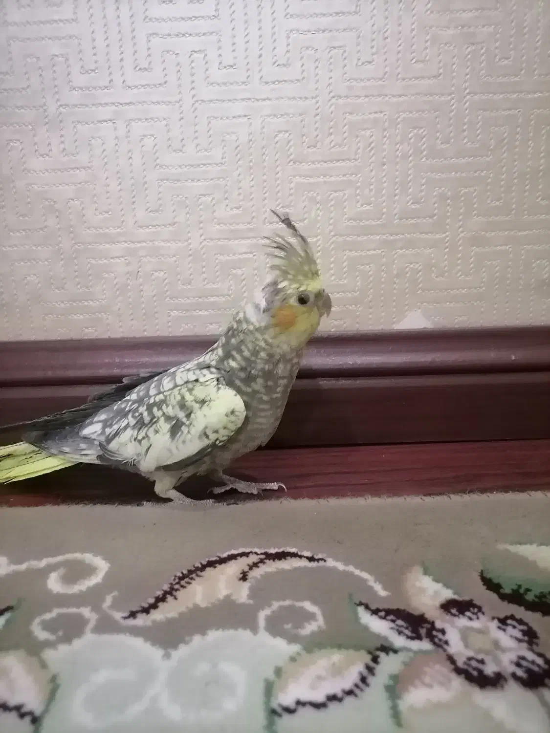 4 عدد جوجه عروس هلندی|پرنده|مشهد, کوشش|دیوار