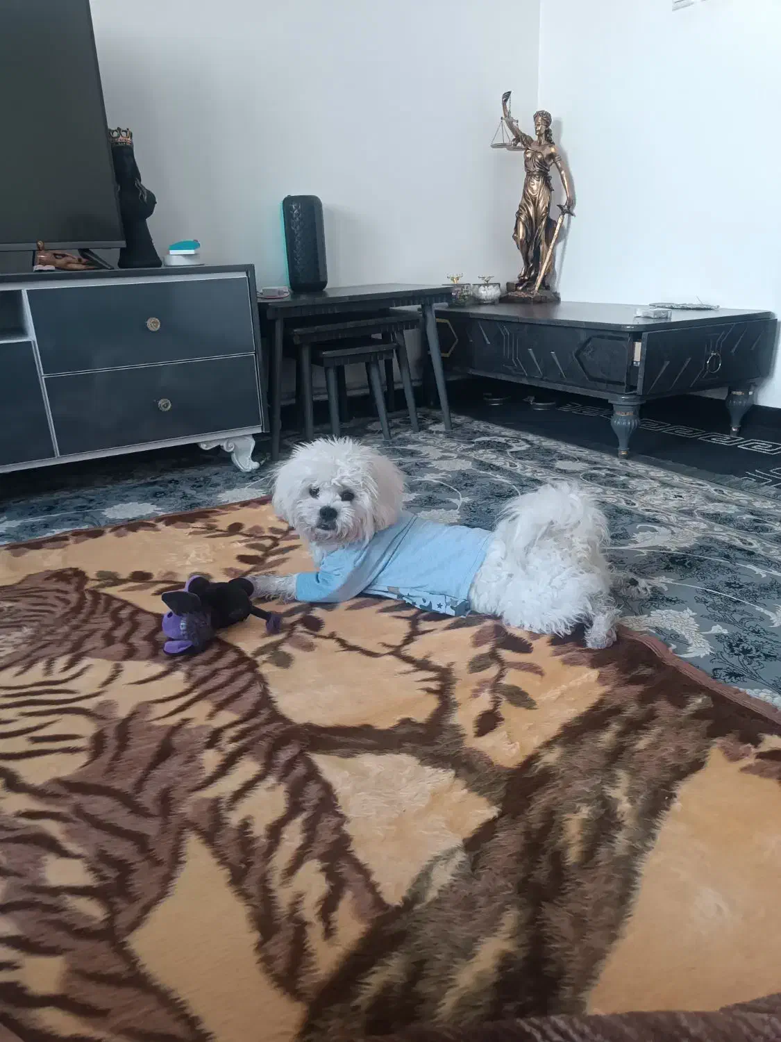 سگ شیتزو|سگ|خرم‌آباد, |دیوار