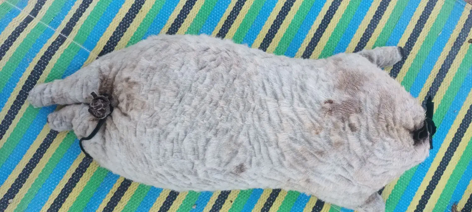 خیگ روغنی|ظروف نگهدارنده، پلاستیکی، یک‌بارمصرف|لردگان, |دیوار