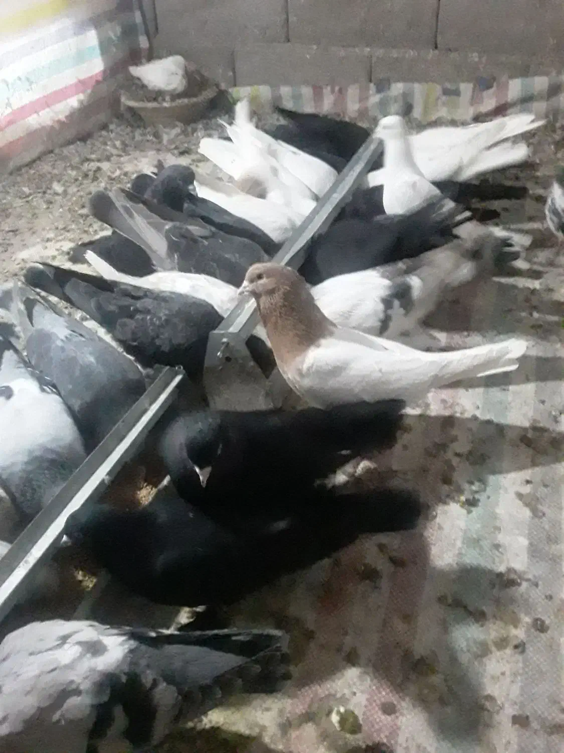 کبوتر|پرنده|خسروشاه, |دیوار