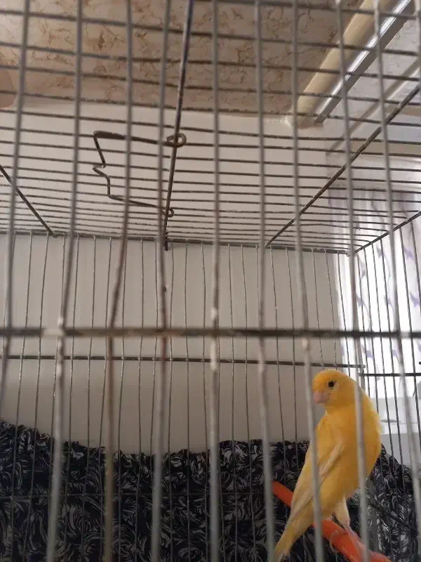 قناری ماده آماده|پرنده|مشهد, کارمندان دوم|دیوار