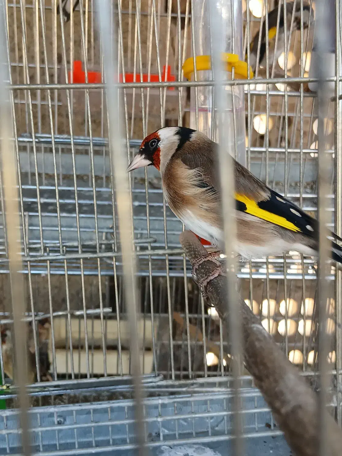 سهره بخون|پرنده|اسلام‌شهر, شهرک امام حسین (میان آباد)|دیوار